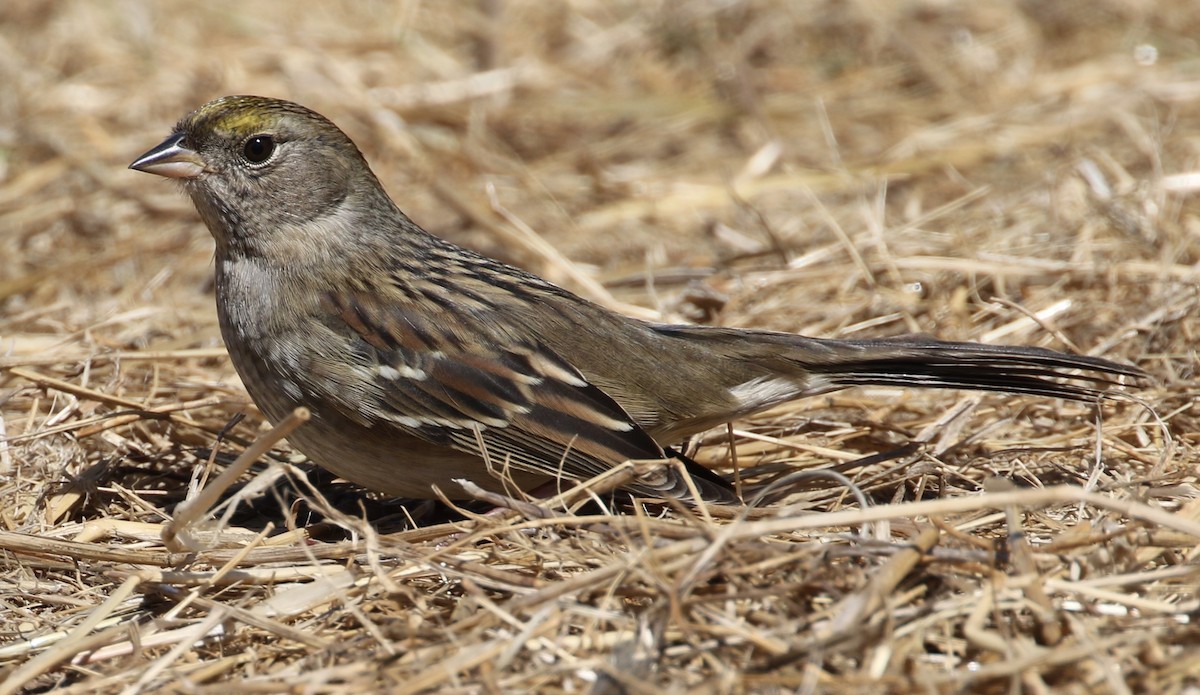 Golden-crowned Sparrow - Peter Svensson