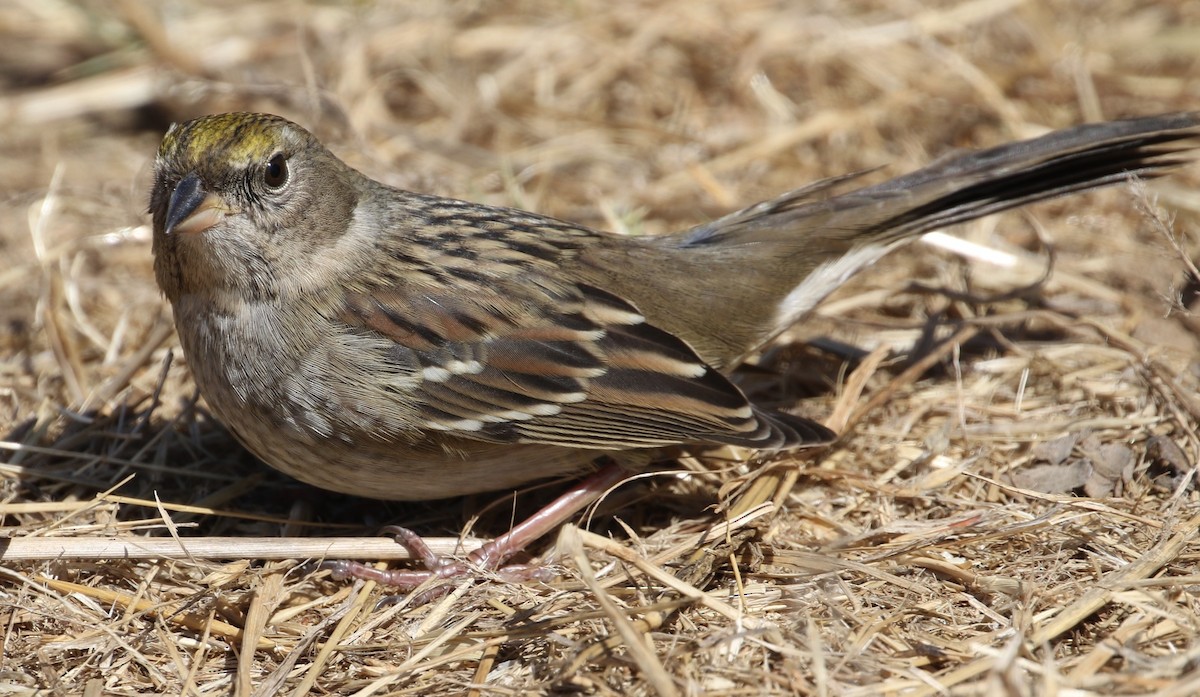 Golden-crowned Sparrow - ML69896091