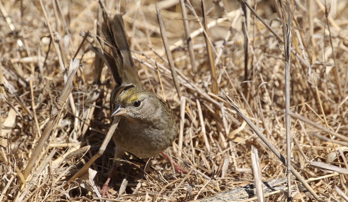 Golden-crowned Sparrow - ML69896211