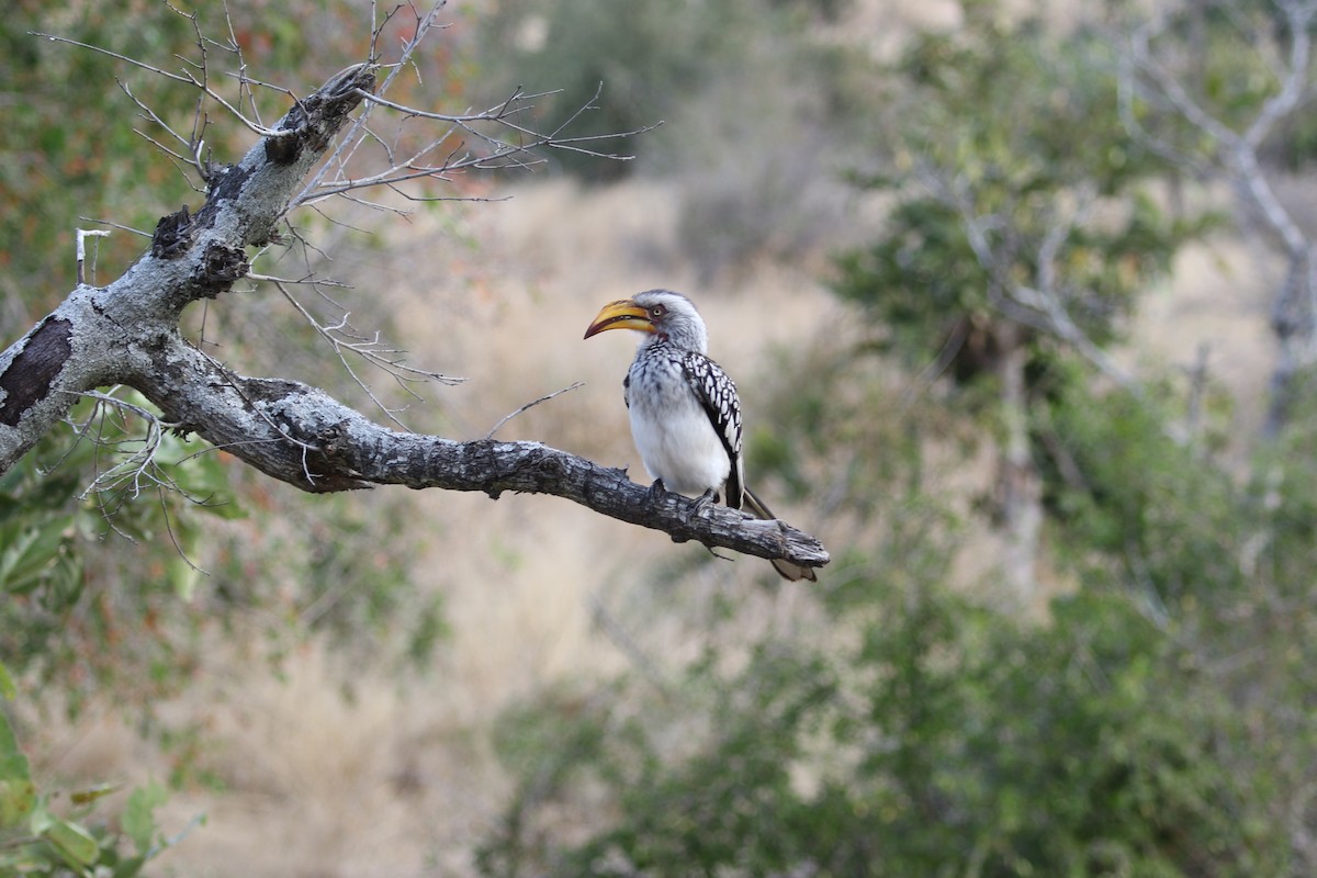 Southern Yellow-billed Hornbill - ML69898701