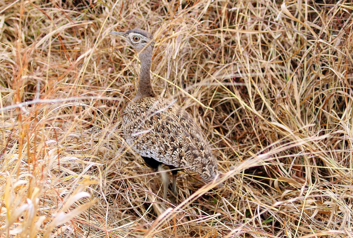 Red-crested Bustard - ML69898761