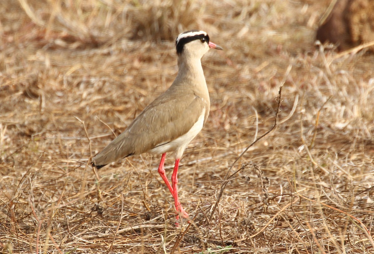 Crowned Lapwing - ML69898871