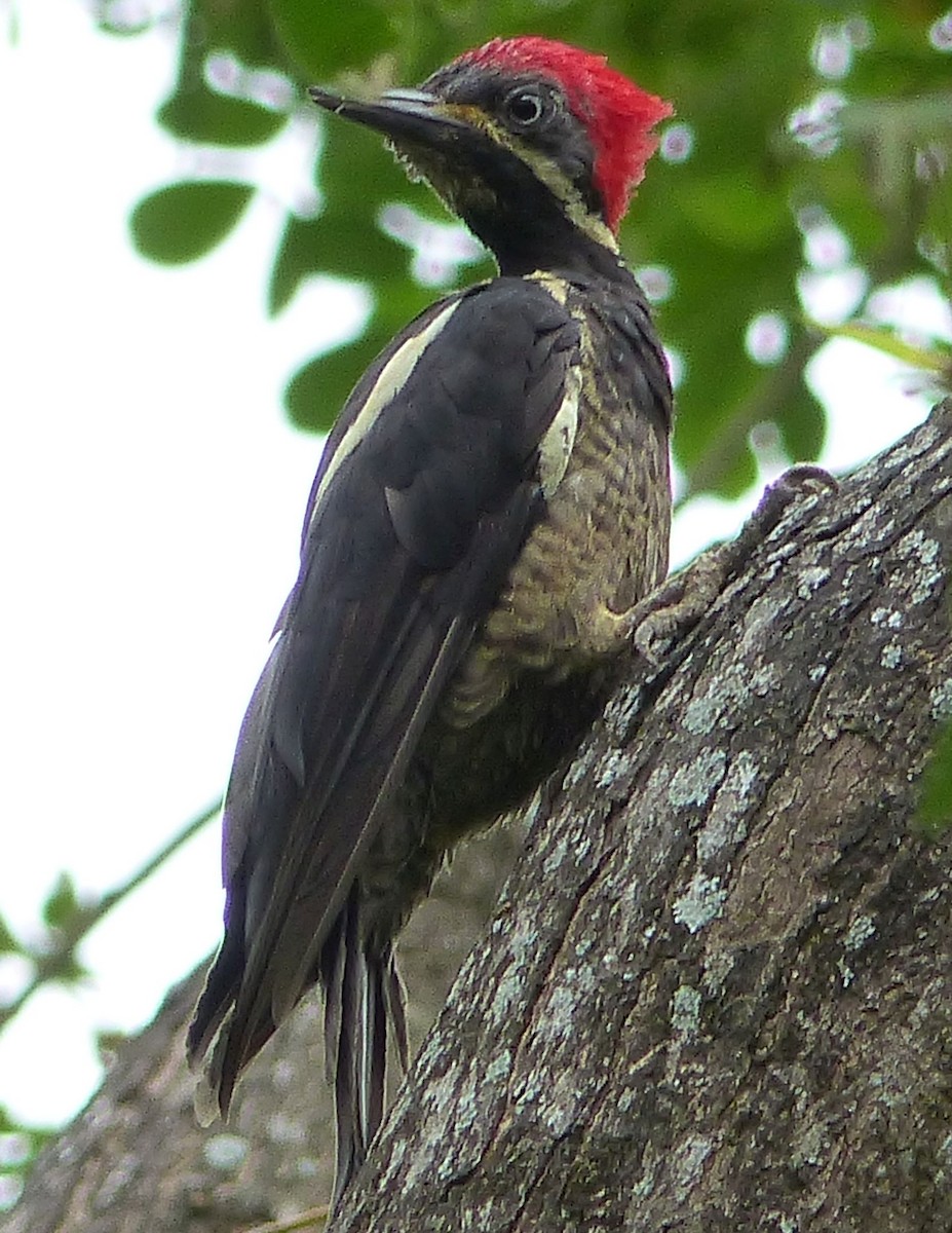 Lineated Woodpecker - Lisa Brunetti
