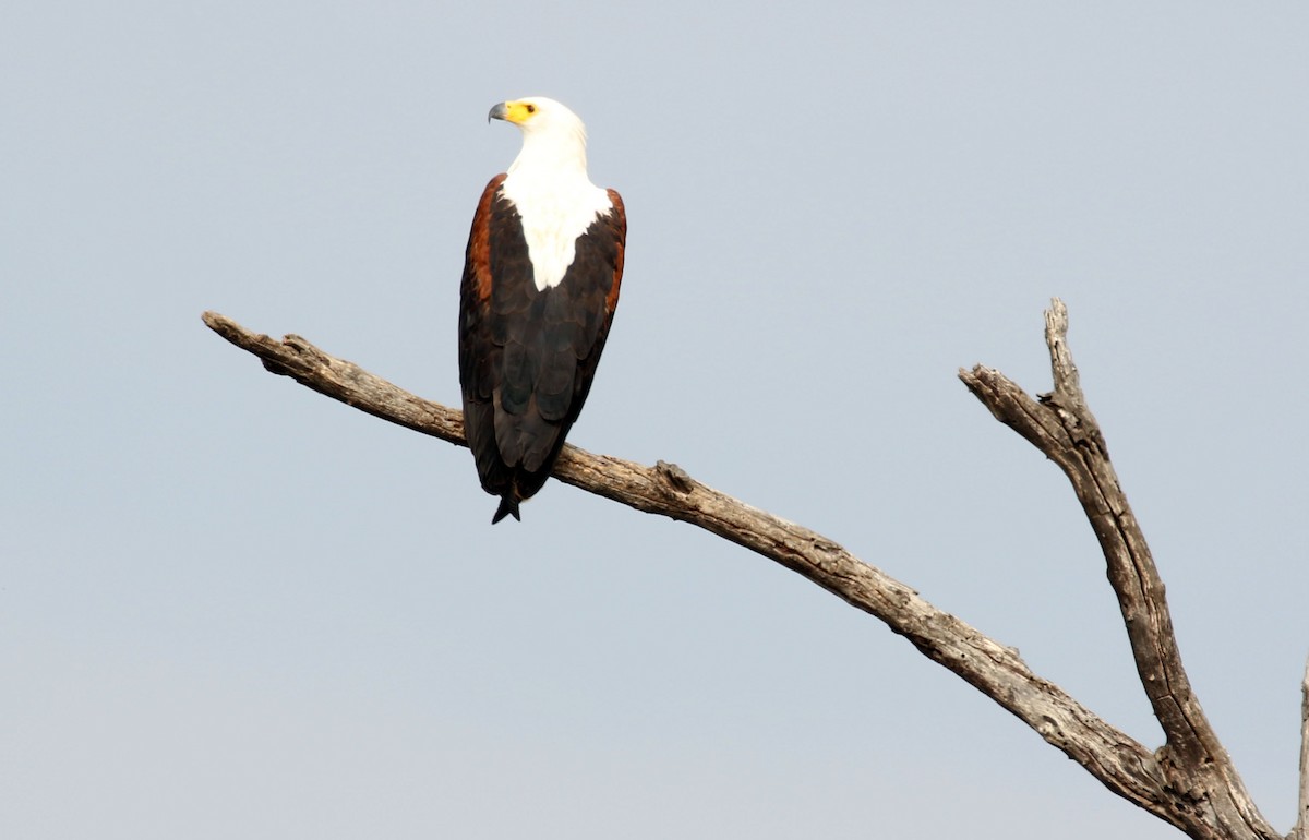 African Fish-Eagle - ML69899151