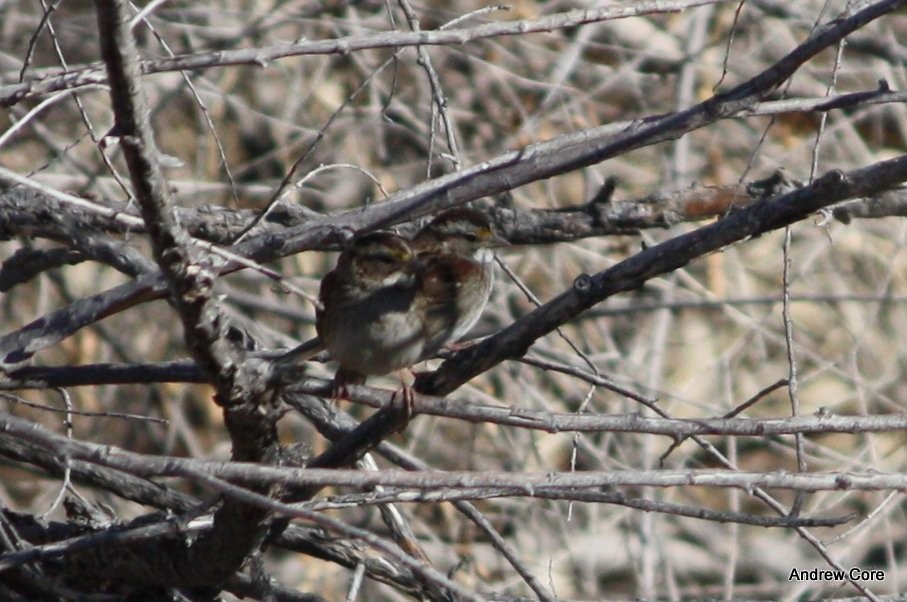 White-throated Sparrow - ML69900781
