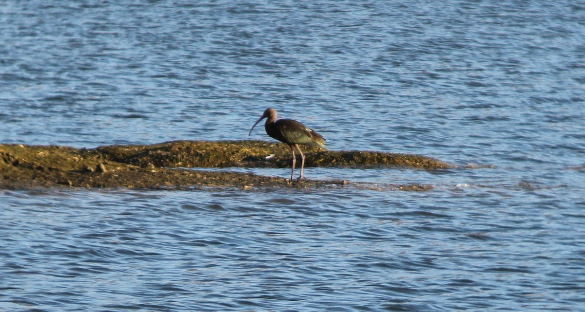 ibis americký - ML69901791
