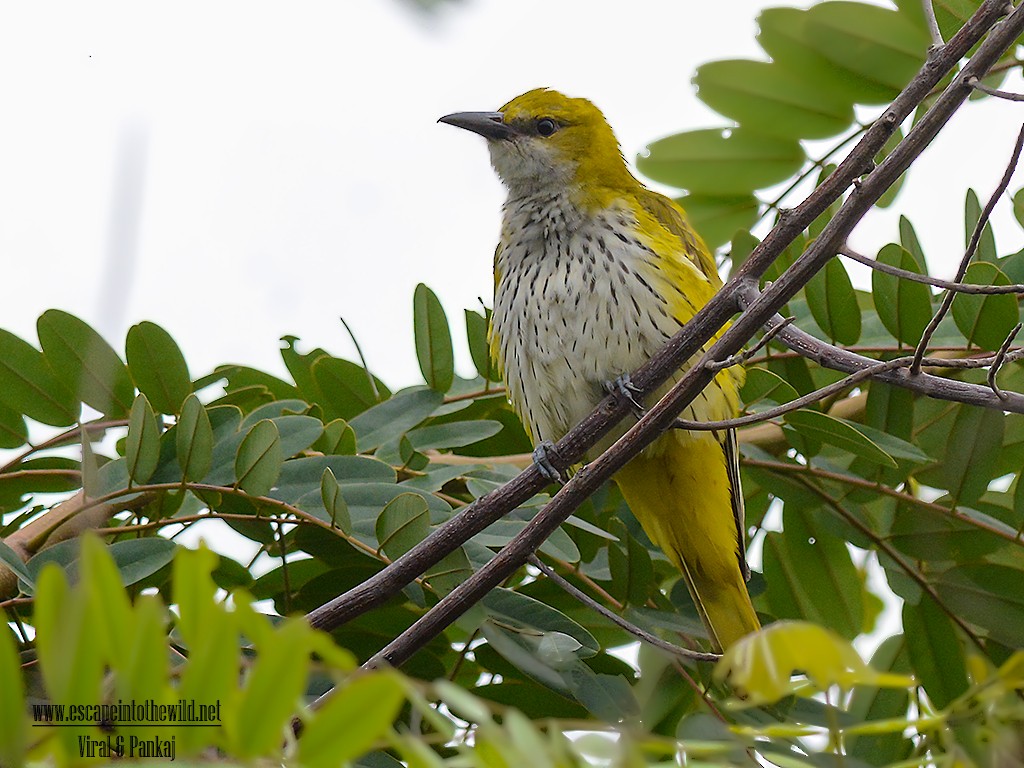 Indian Golden Oriole - ML69902901