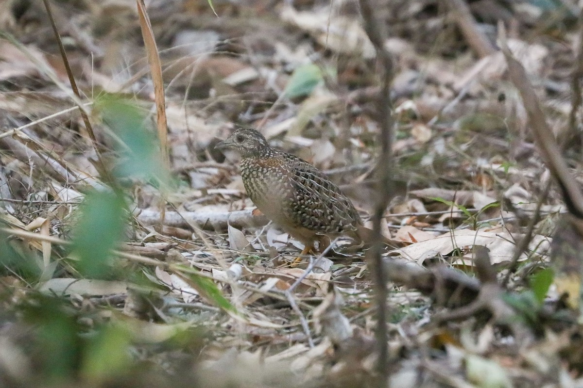 Painted Buttonquail - Ged Tranter