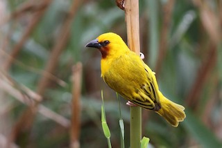  - Southern Brown-throated Weaver