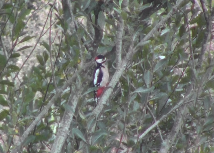 Great Spotted Woodpecker - ML69907521
