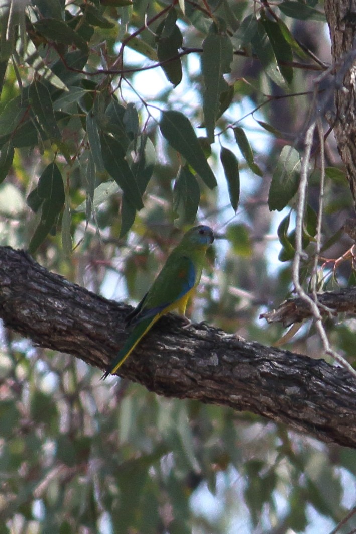 Turquoise Parrot - Chris A