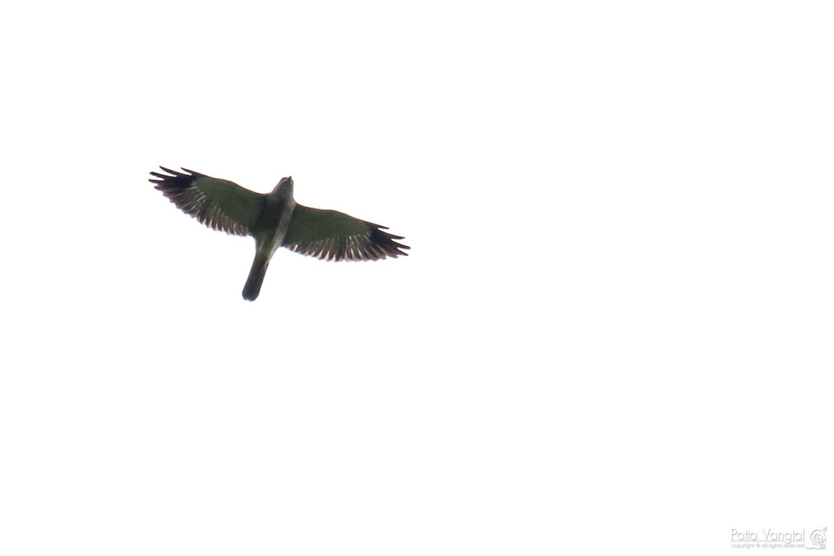 Chinese Sparrowhawk - Pattaraporn Vangtal
