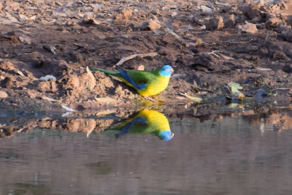Turquoise Parrot - ML69912361