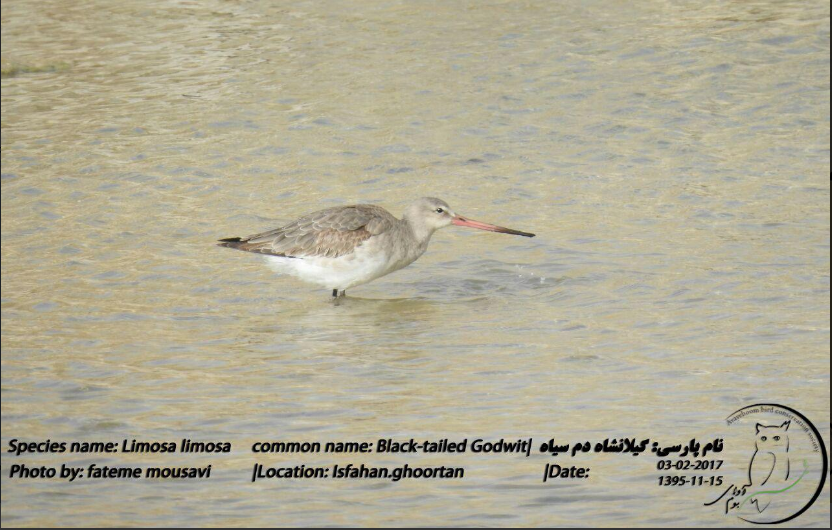 Black-tailed Godwit - ML69914411