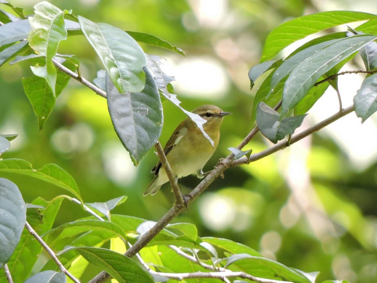 Tennessee Warbler - Isael Mai