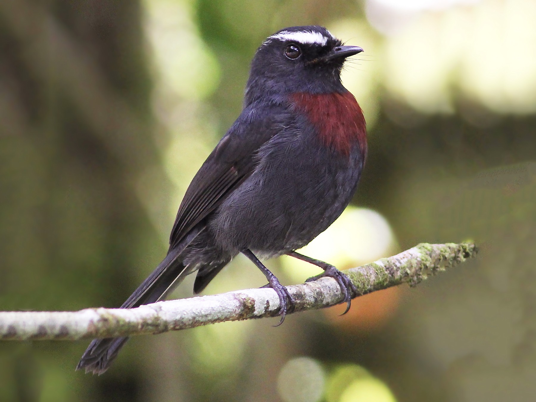 Maroon-belted Chat-Tyrant - Jason Leifester