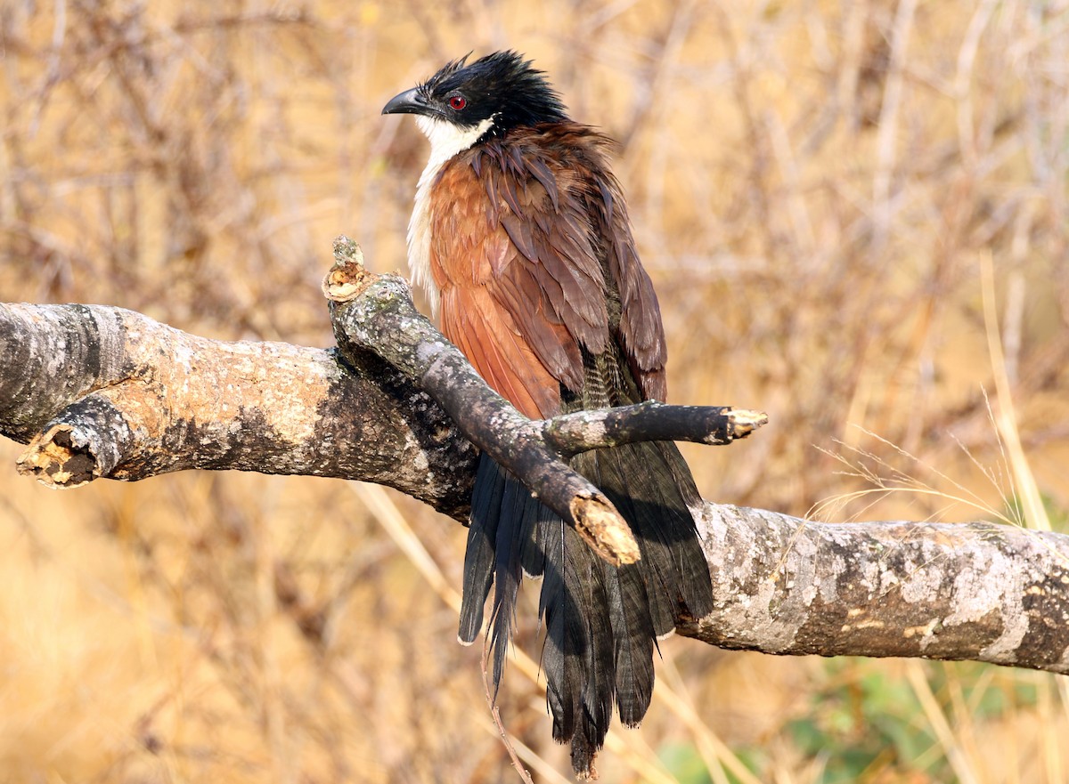 White-browed Coucal - Kathleen Keef