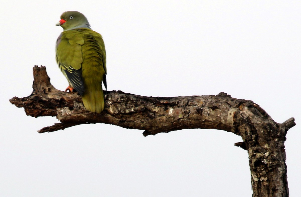 African Green-Pigeon - ML69915551