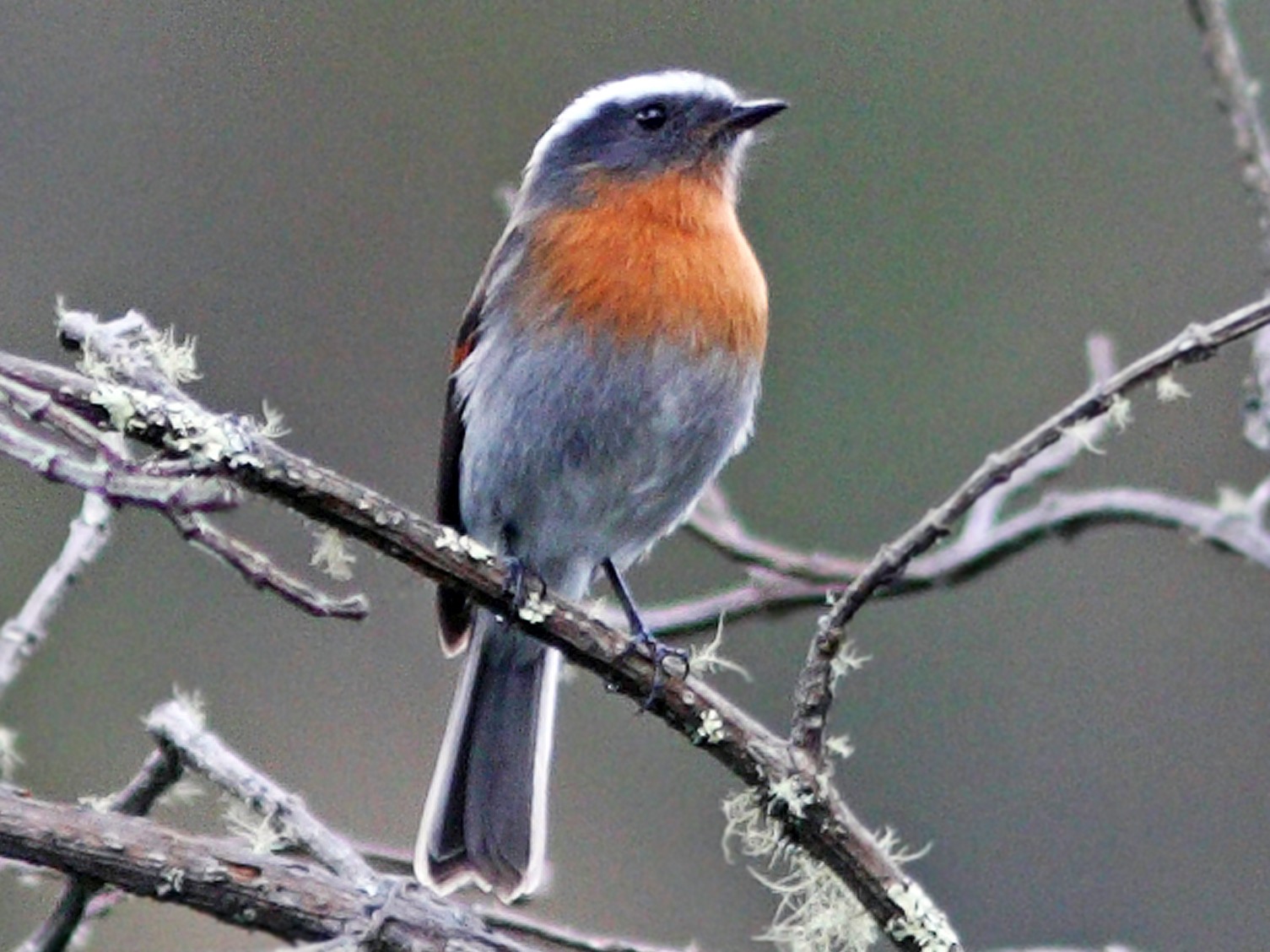 Rufous-breasted Chat-Tyrant - David Disher
