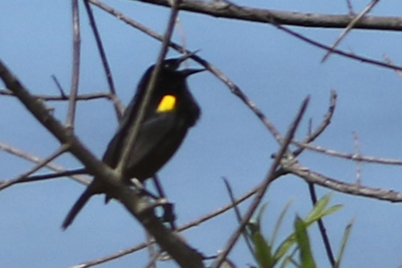 Yellow-winged Blackbird - J. Simón Tagtachian