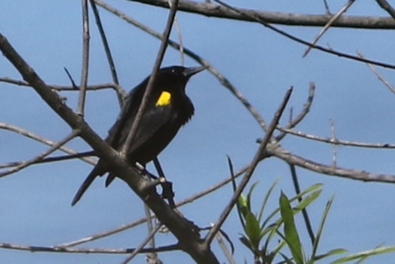 Yellow-winged Blackbird - ML69916521