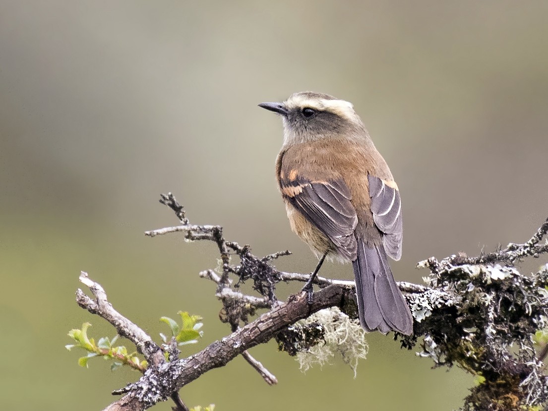 Brown-backed Chat-Tyrant - Peter Hawrylyshyn