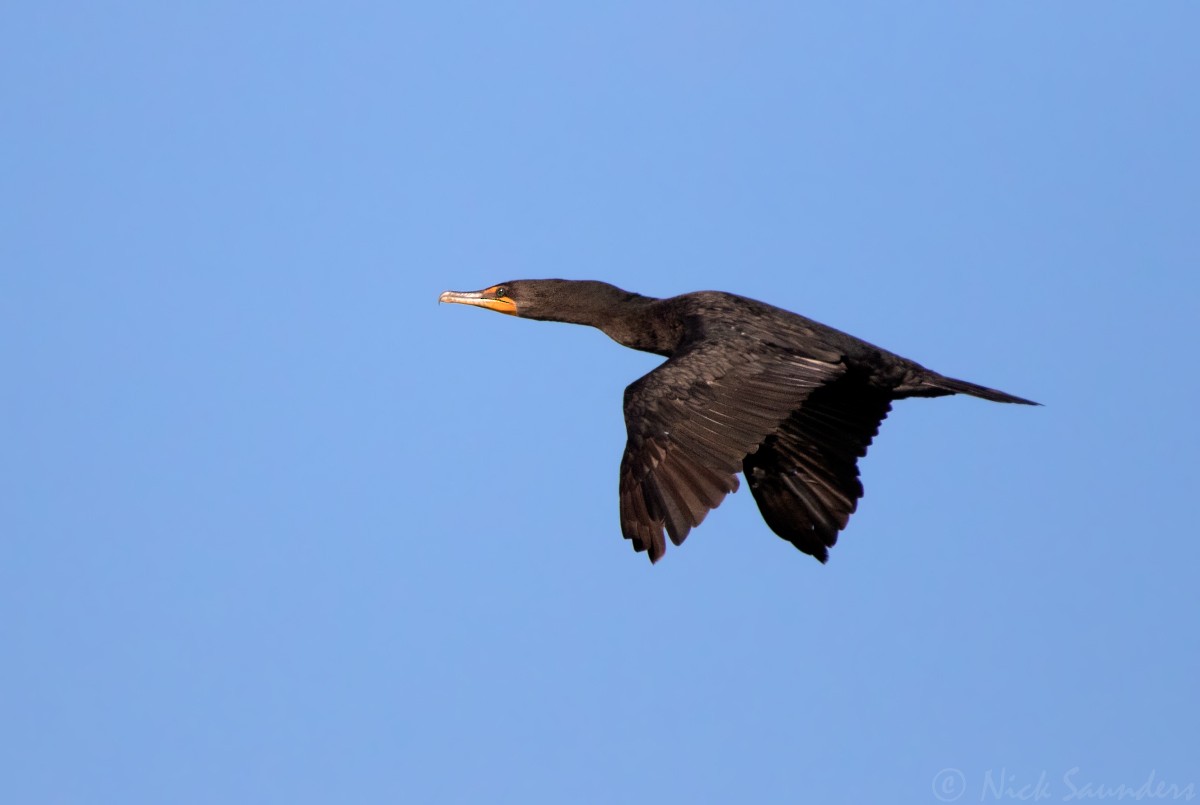 Double-crested Cormorant - Nick Saunders