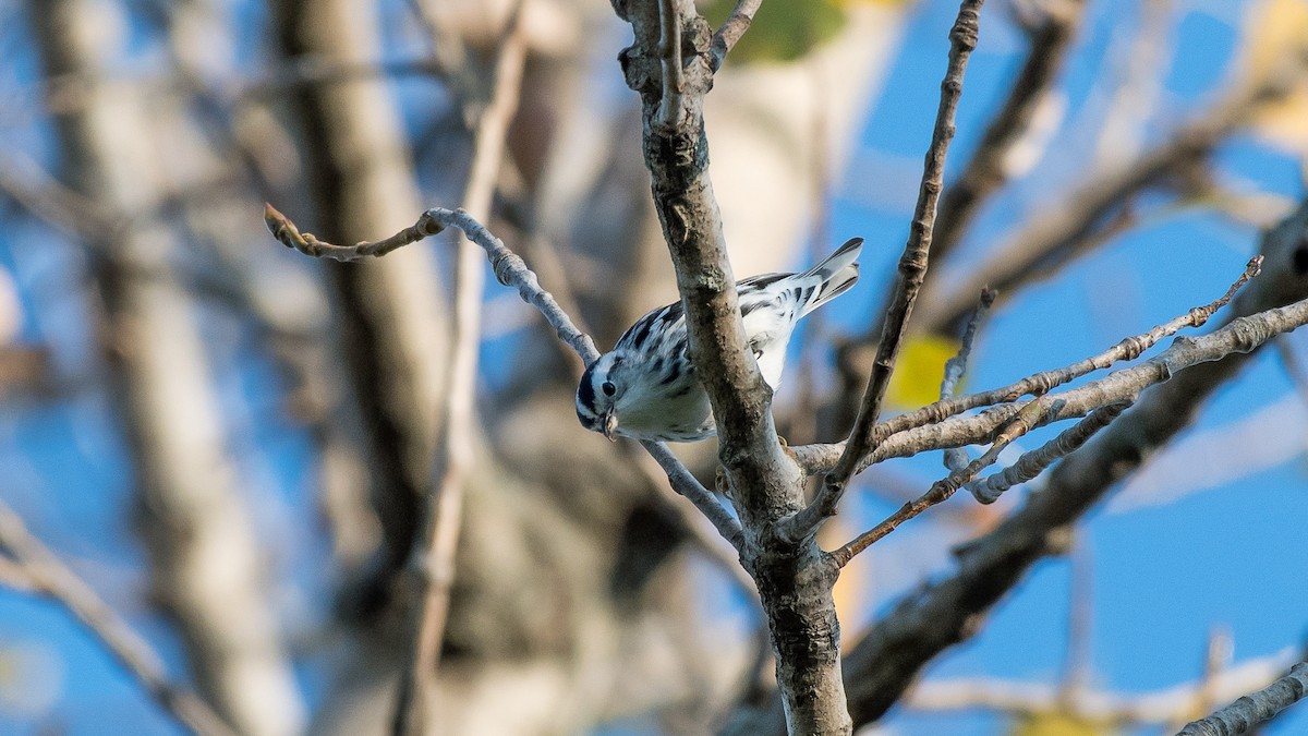 Black-and-white Warbler - Charlie Shields