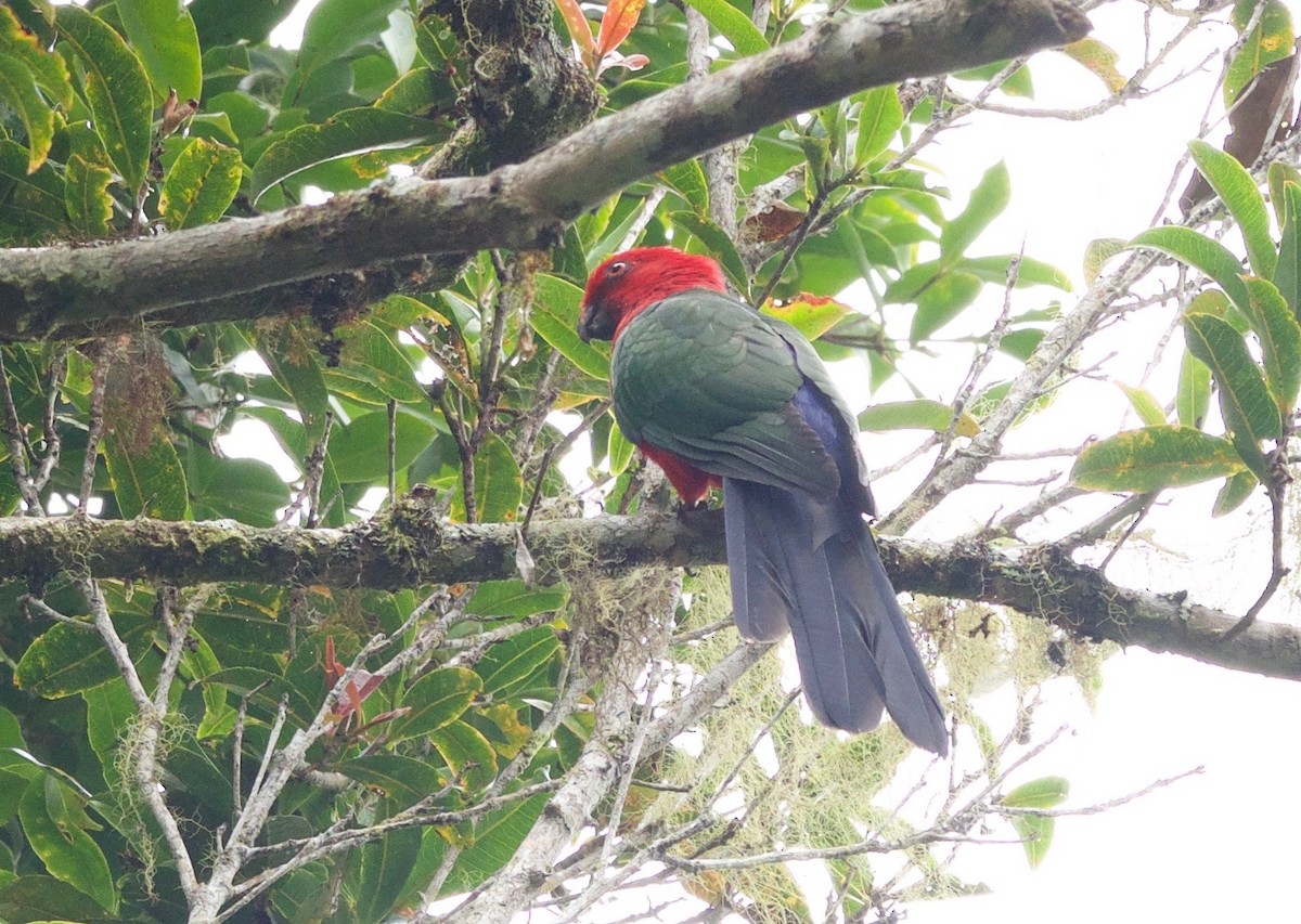 Moluccan King-Parrot - Anonymous