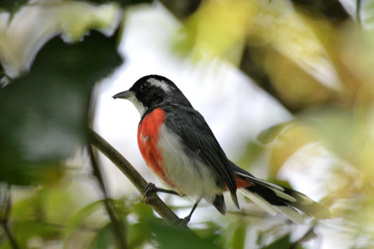 Red-breasted Chat - Carlos Mancera (Tuxtla Birding Club)