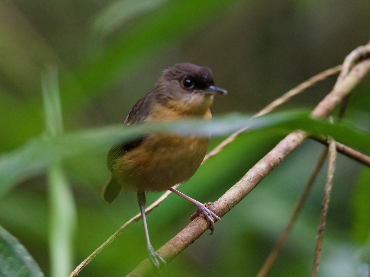 Rusty Mouse-Warbler - ML69919541