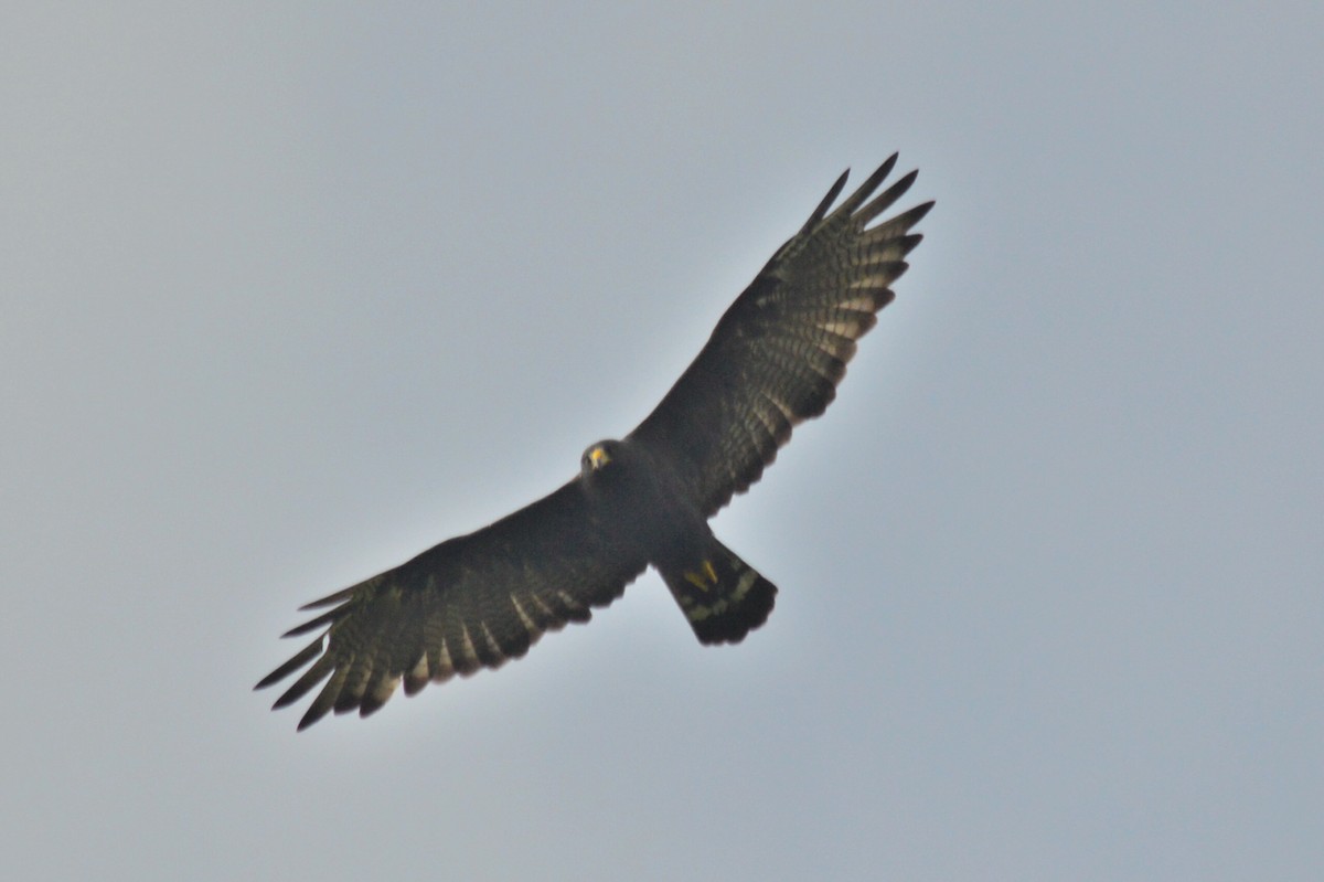 Zone-tailed Hawk - ML69919551