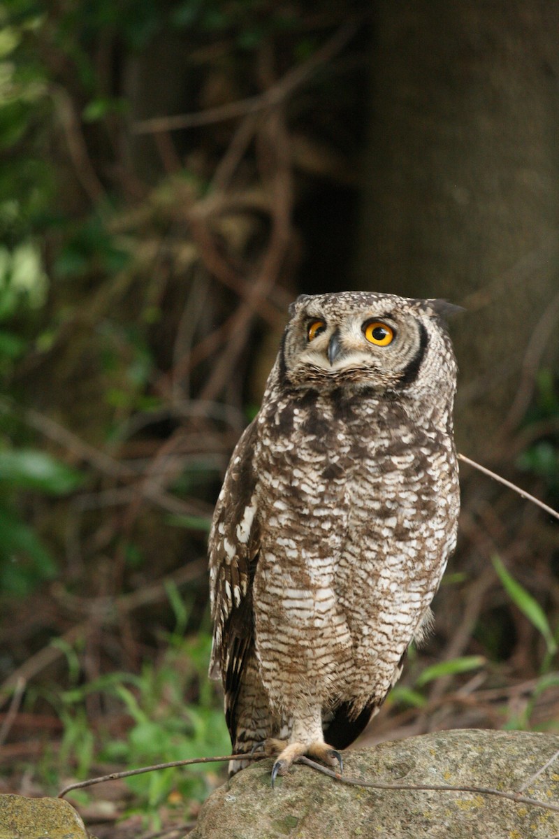 Spotted Eagle-Owl - ML69919701