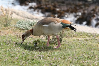 Egyptian Goose, ML69920141