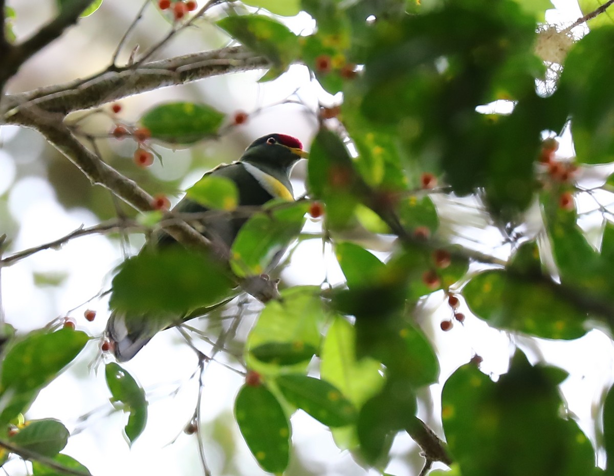 White-breasted Fruit-Dove - ML69920801