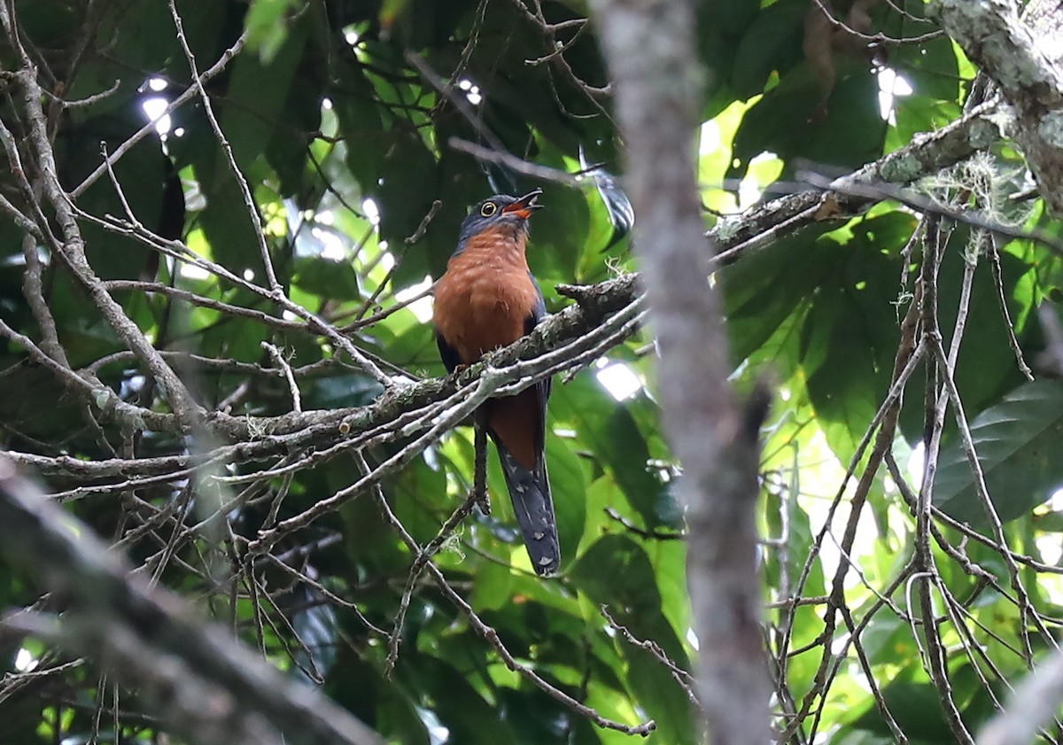 Chestnut-breasted Cuckoo - Anonymous