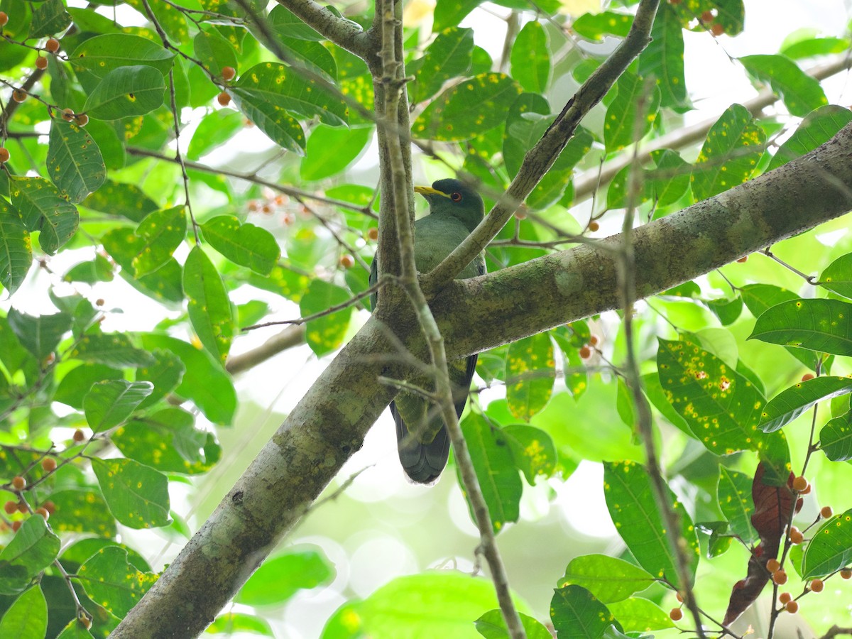 White-breasted Fruit-Dove - ML69920901
