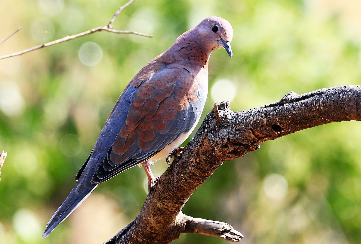 Laughing Dove - ML69920941