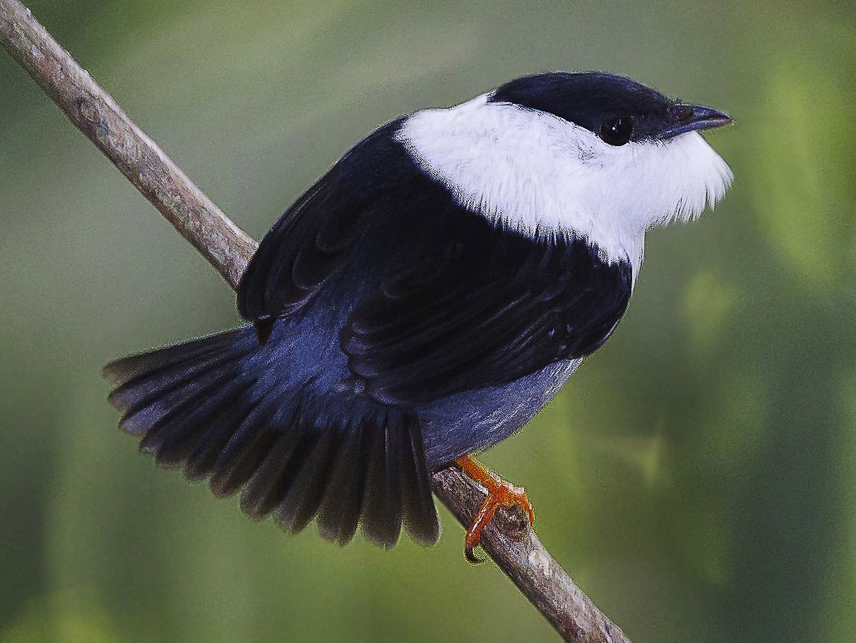 White-bearded Manakin - Peter Hawrylyshyn