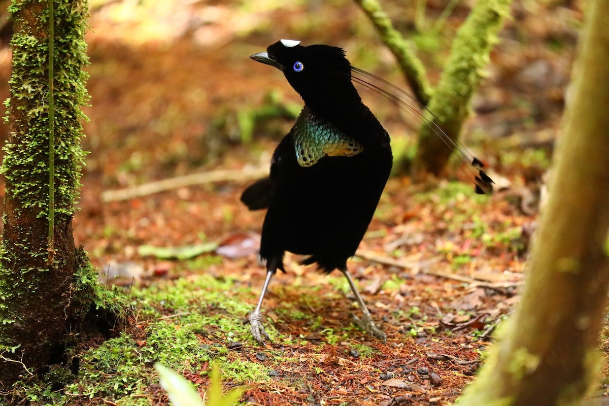 Western Parotia - Anonymous