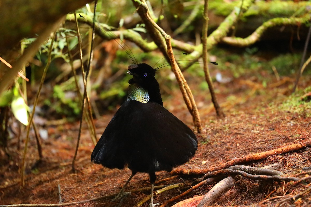 Western Parotia - Anonymous