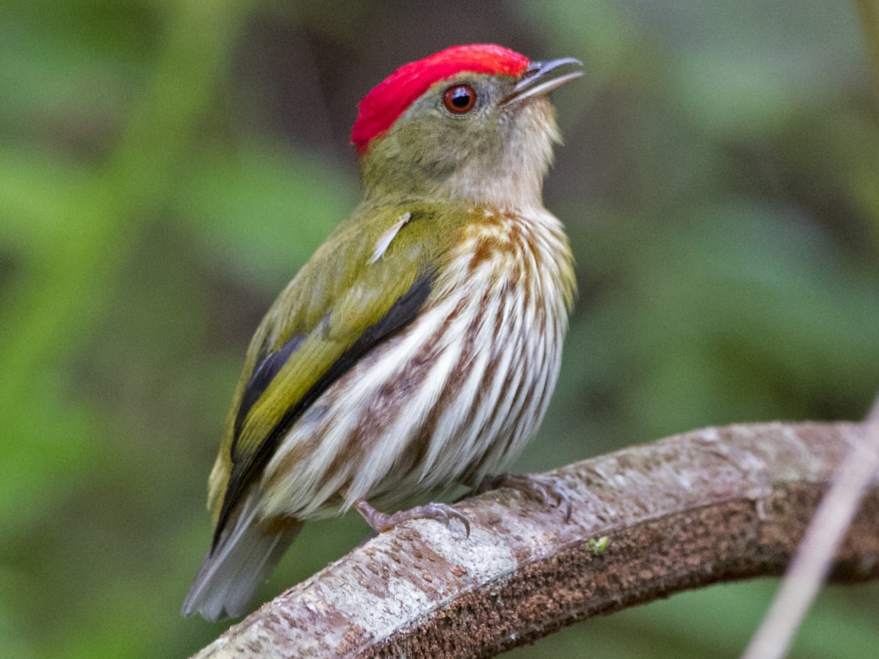 Kinglet Manakin - Ciro Albano