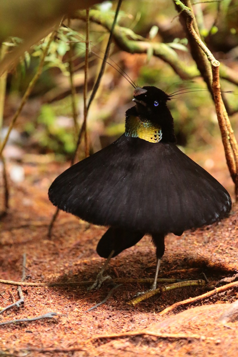 Western Parotia - ML69922481