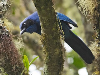  - Black-collared Jay