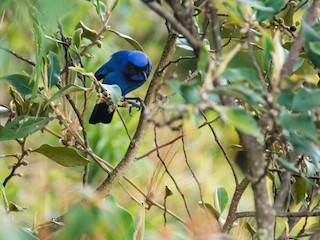  - Black-collared Jay
