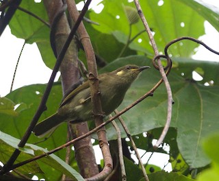  - Puff-backed Honeyeater