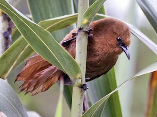  - Rufous Wren