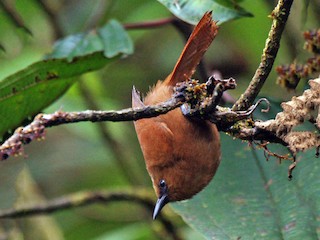  - Rufous Wren