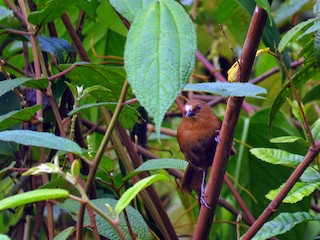  - Rufous Wren