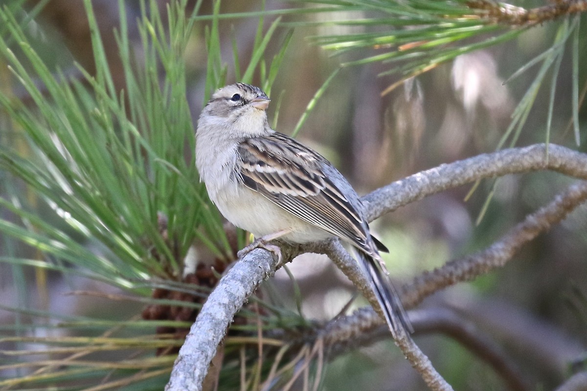 Chipping Sparrow - Alison Hiers